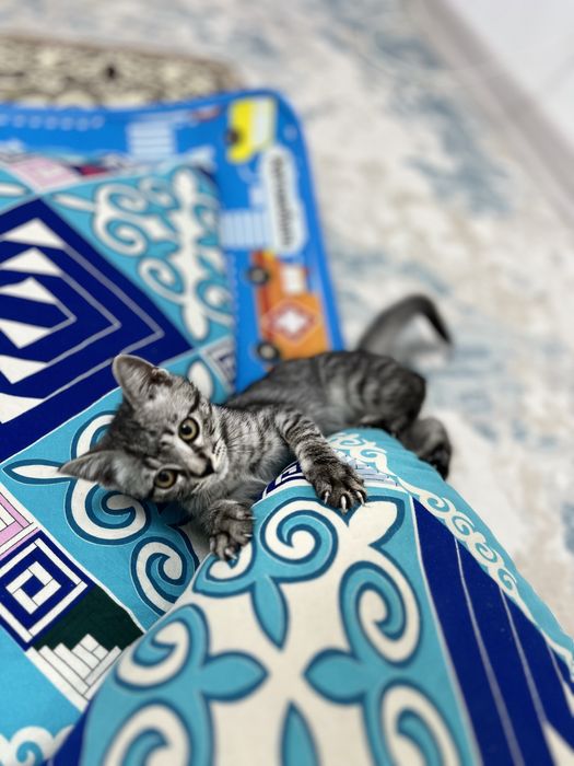 Котенек маленькая отдам бесплатно в хорошие руки