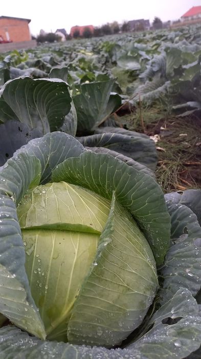 Vând varză de murat 1,8lei/kg.
