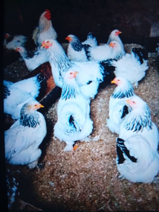 vind puicuțe de rasă Brahman