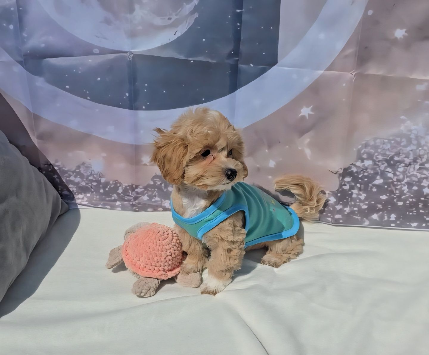 Малтипу 3 месеца, maltipoo