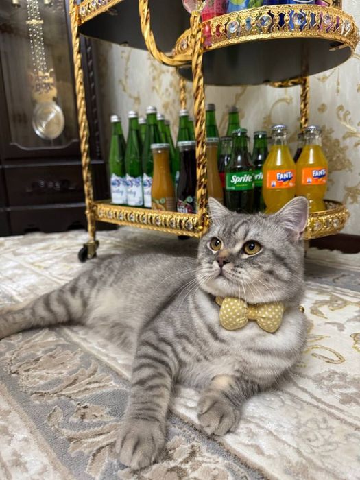 Mushuk sotiladi Britan zoti 11 oyli ogil bola