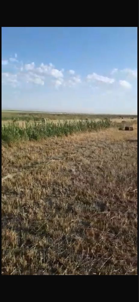 Сдается в аренду земельный участок клевер жоңышқа