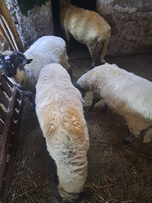 Vând 2 berbecuți castrați