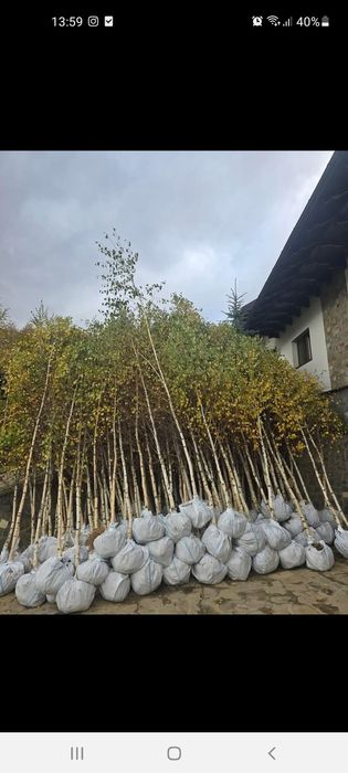 Vând plante ornamentale