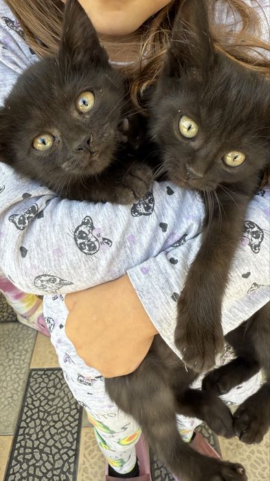 Котята чисто черные