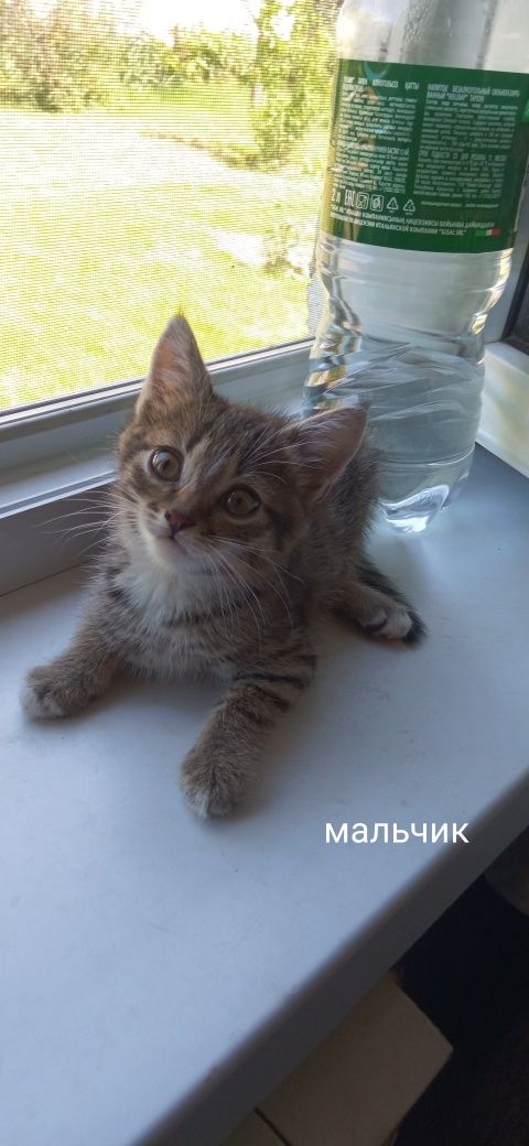 Котята в поисках любящей семьи
