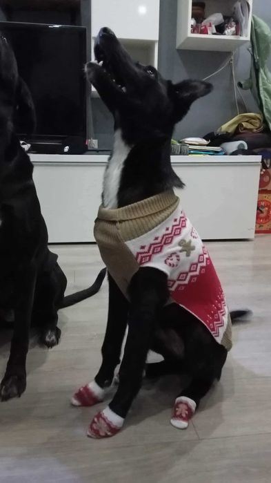 Catel cuminte, pentru adoptie