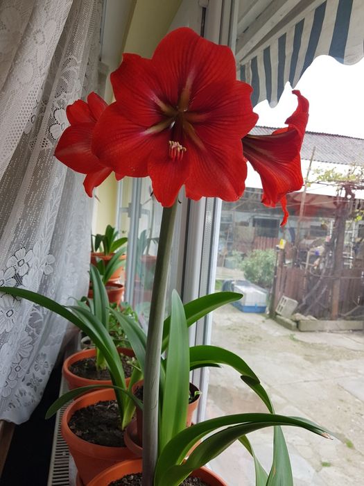 Vand Crin rosu înflorit