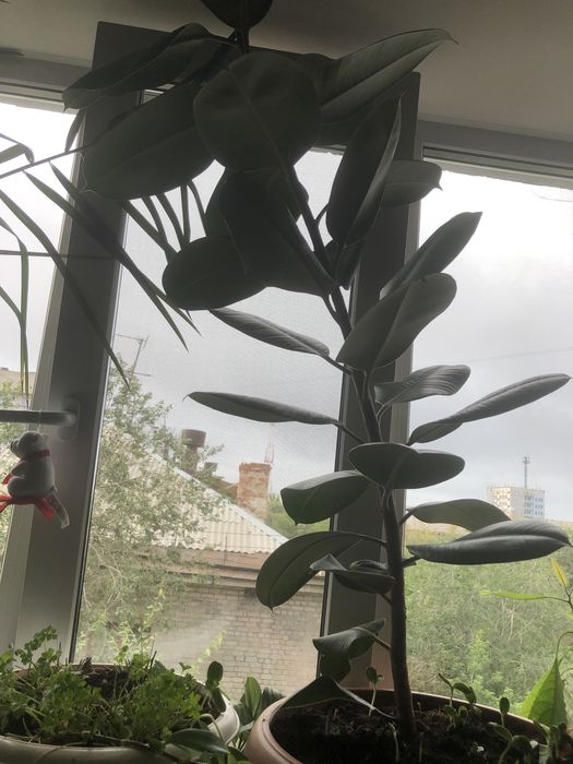 Фикус молодой