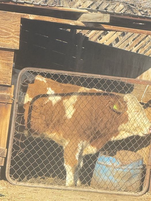 бык симментальской породы