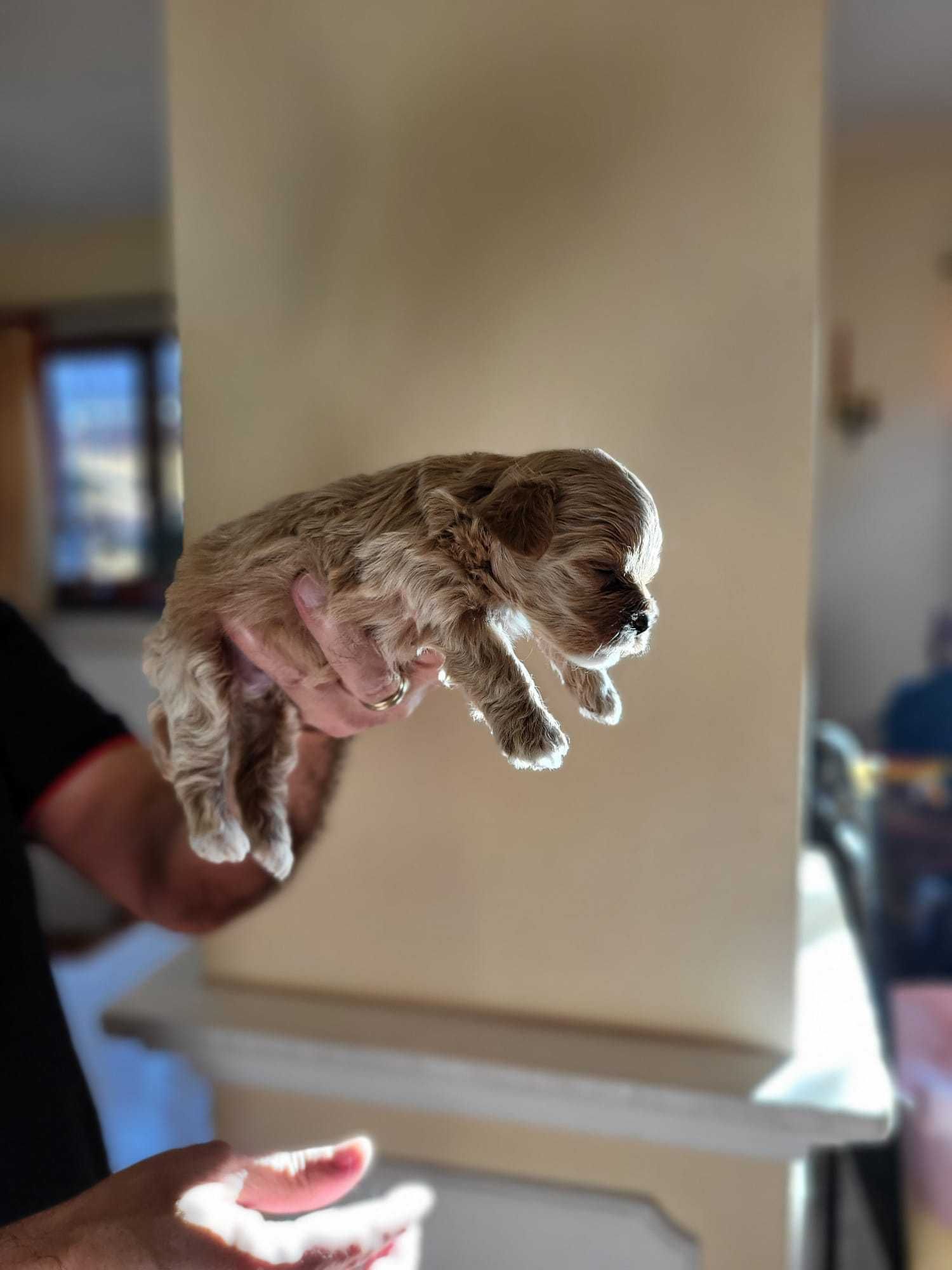 Pui Maltipoo Toy femela