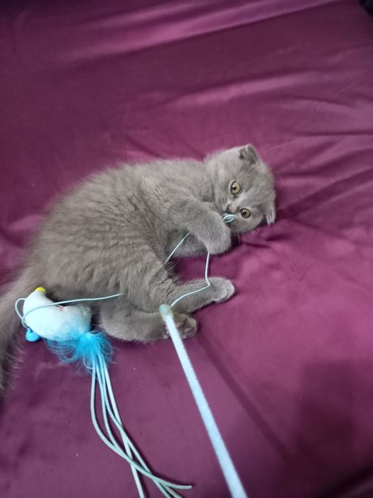 Продаются котята шотландской породы голубого окраса