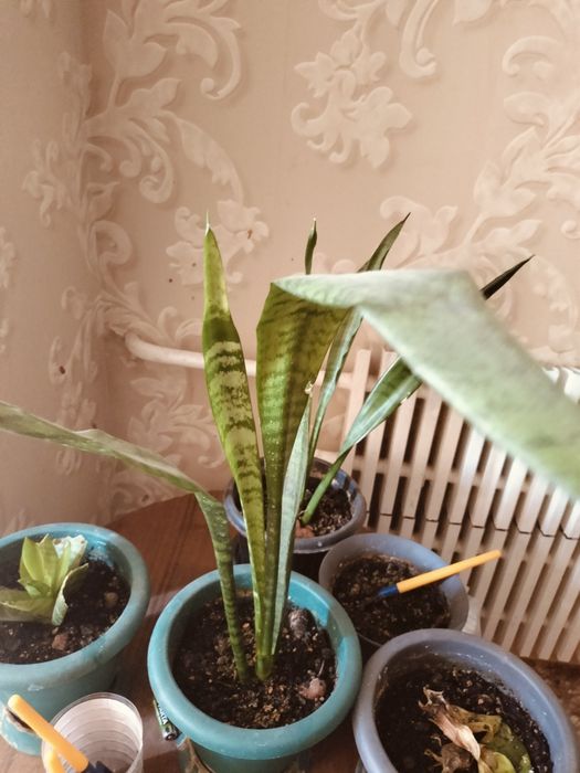 Комнатные цветы,красивое,неприхотливое