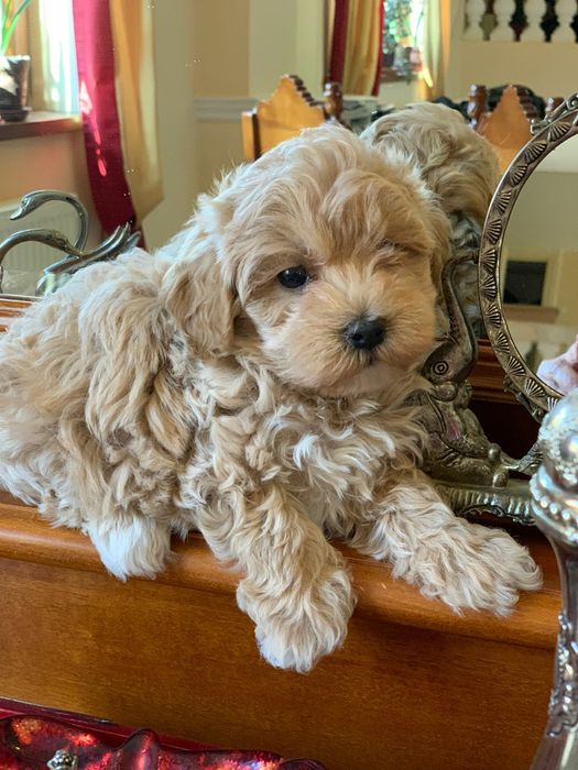 Fetiță Maltipoo jucăușă