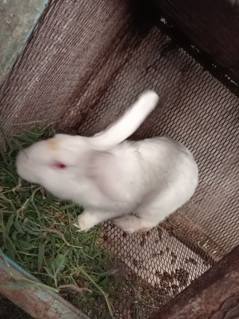 Срочно Продам кроликов