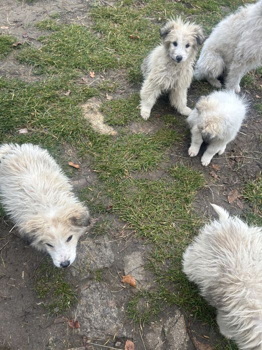 Donez 4 puiuti de caine