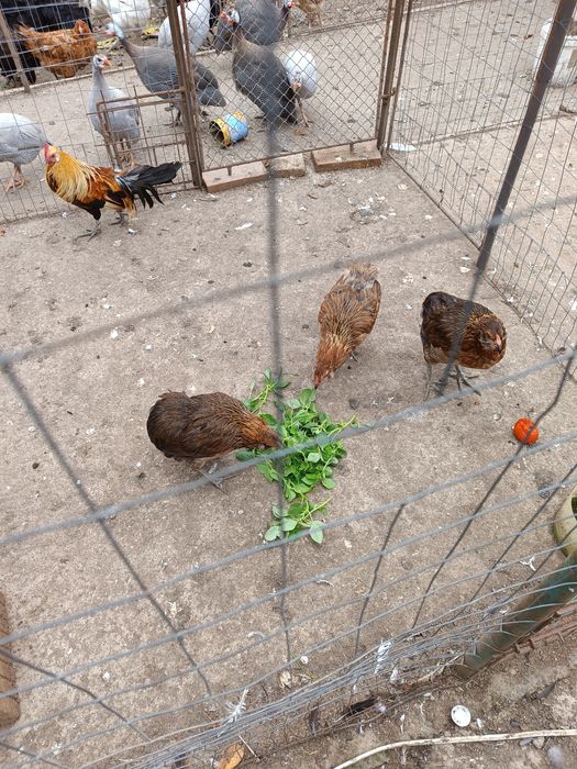 Puicuțe araucana