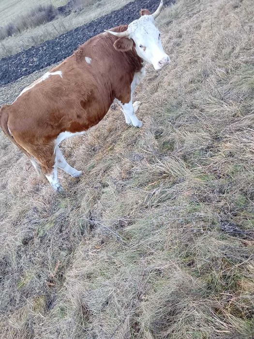 Vand vaca urgent!