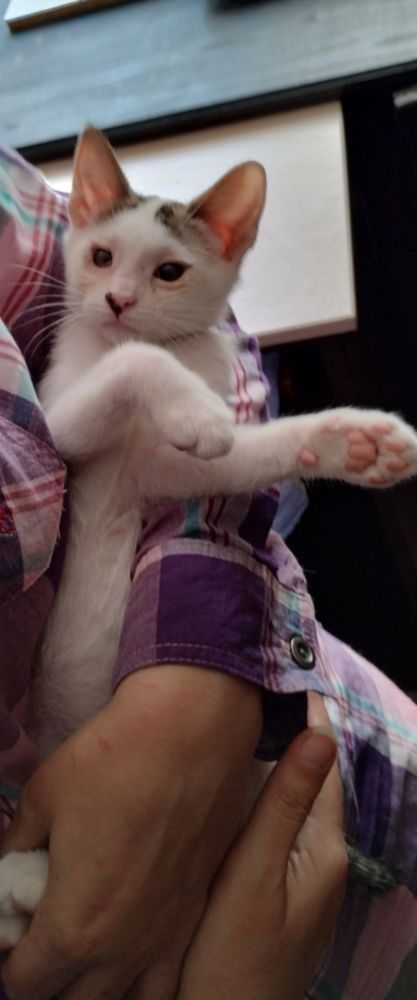 Подарявам коте, Варна