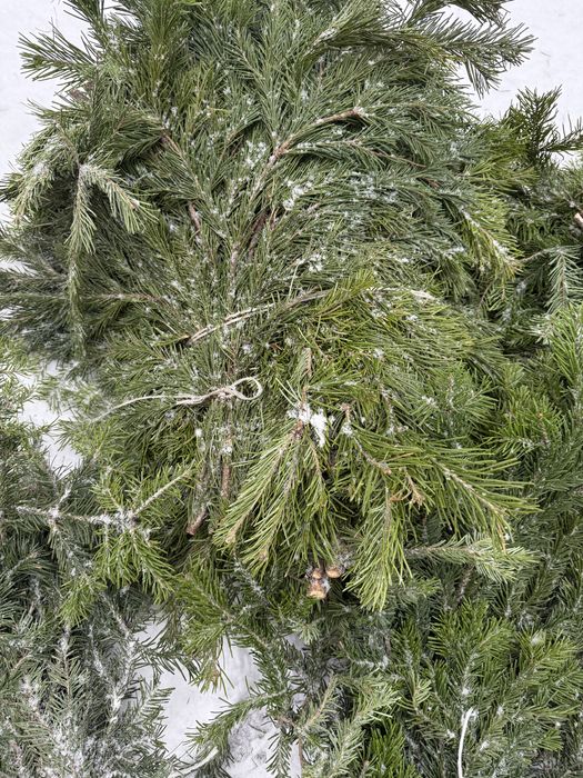Лапник пихта банч пихтовый веник пихтовый