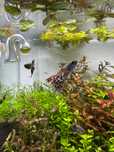 Guppy mixt ( femele+ masculi )