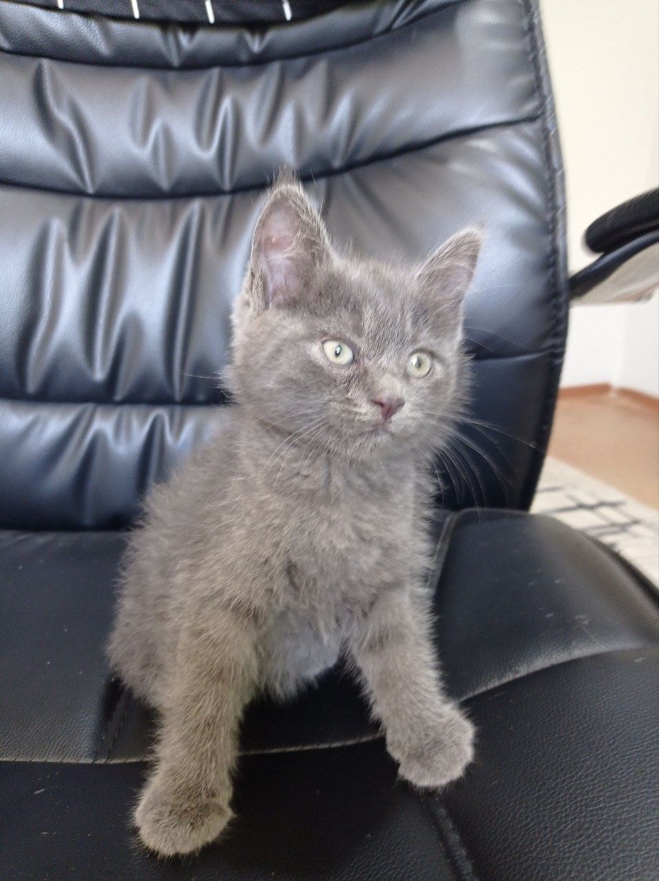Котёнок Скоттиш Страйт