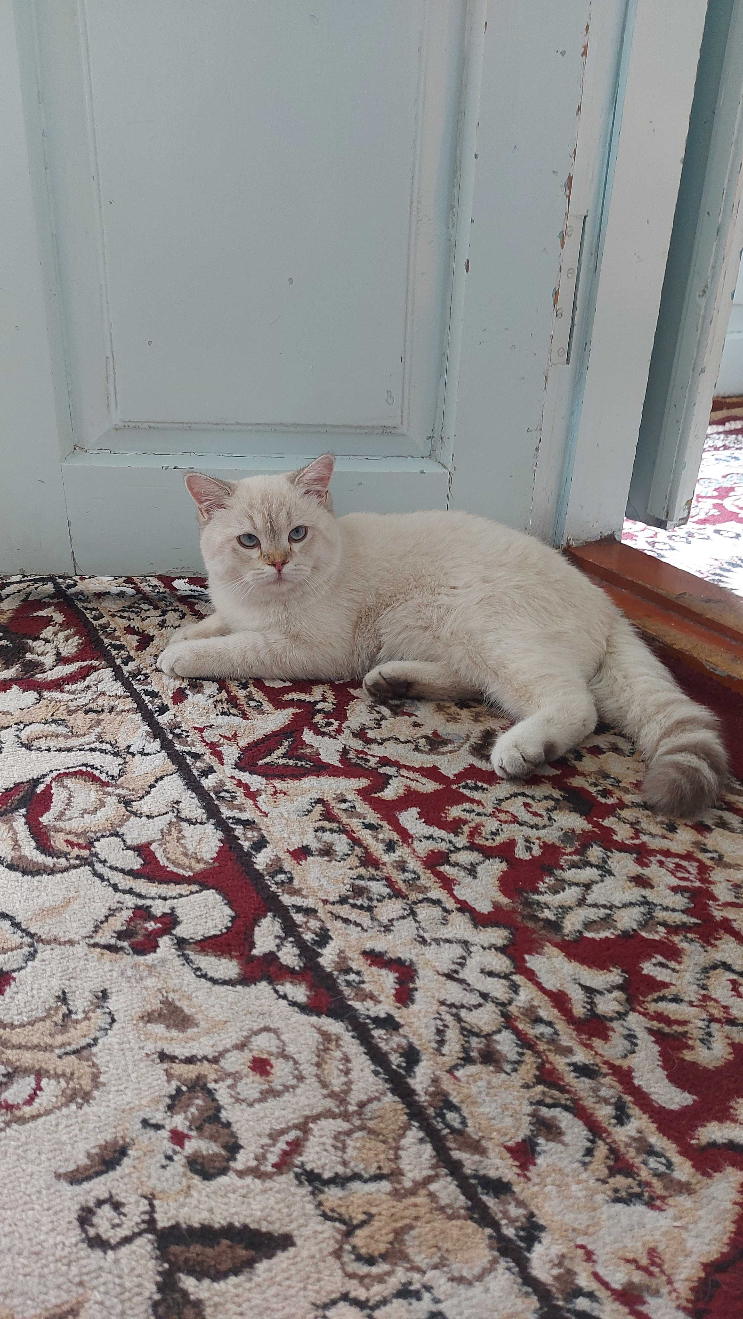 Britanskiy Color point Mushuk sotiladi