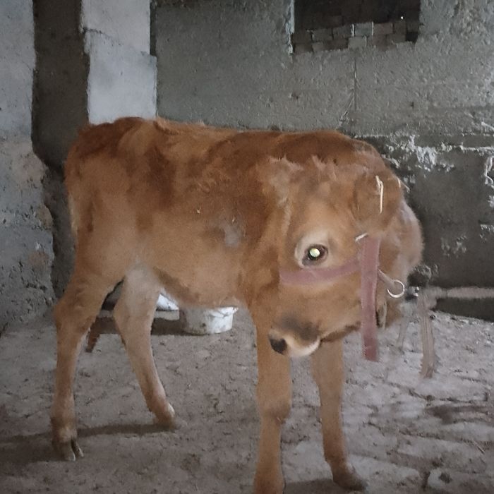 Гуножин буйи 1+.