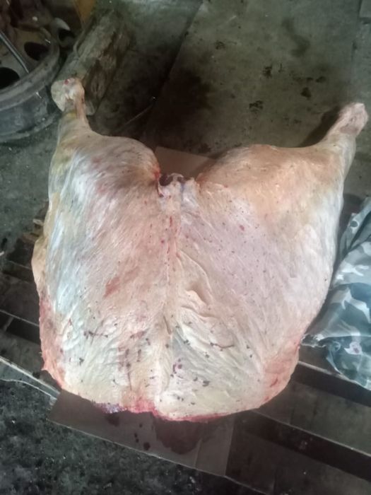 Соғым Жабағы жылқы  лошадей мясо