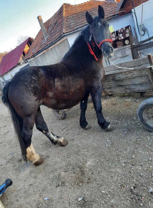 Vand sau schimb o iapa de 7 ani