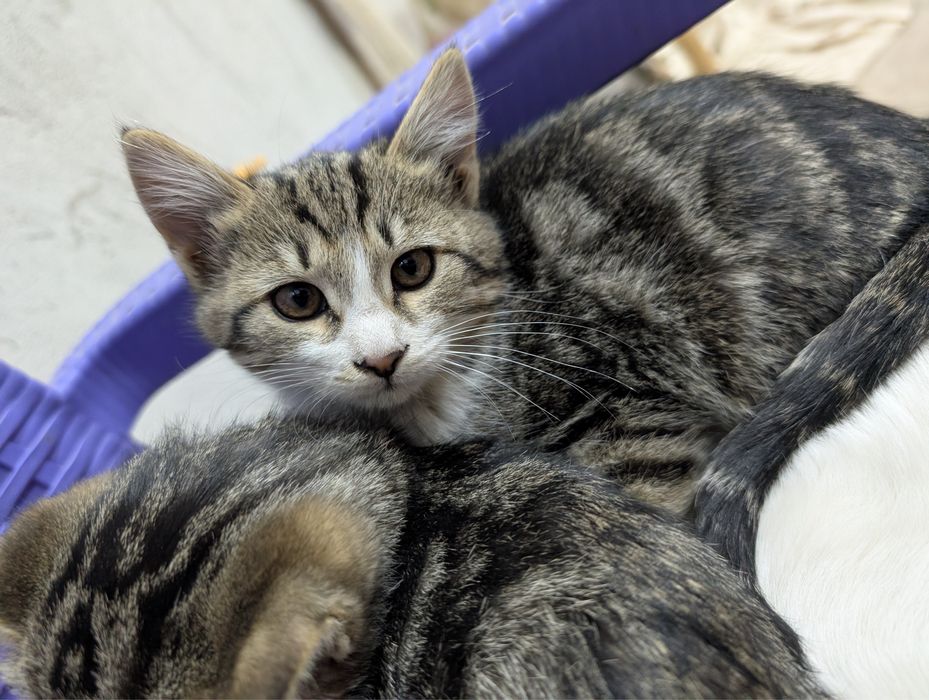 Домашные котята / uy mushukchalari