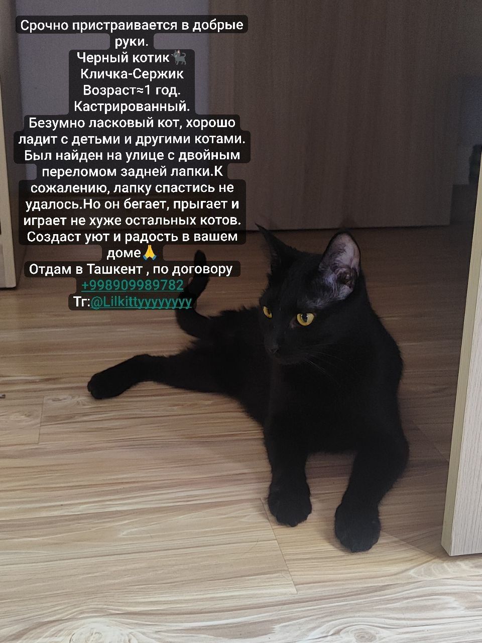 Котёнок в добрые руки