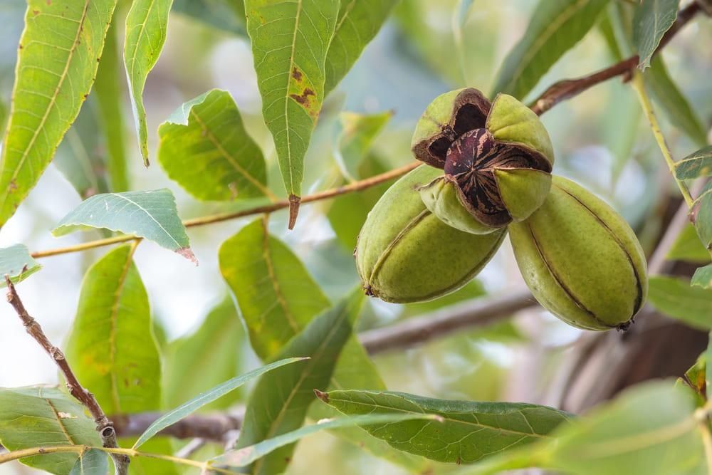 Nuc pecan diferite soiuri