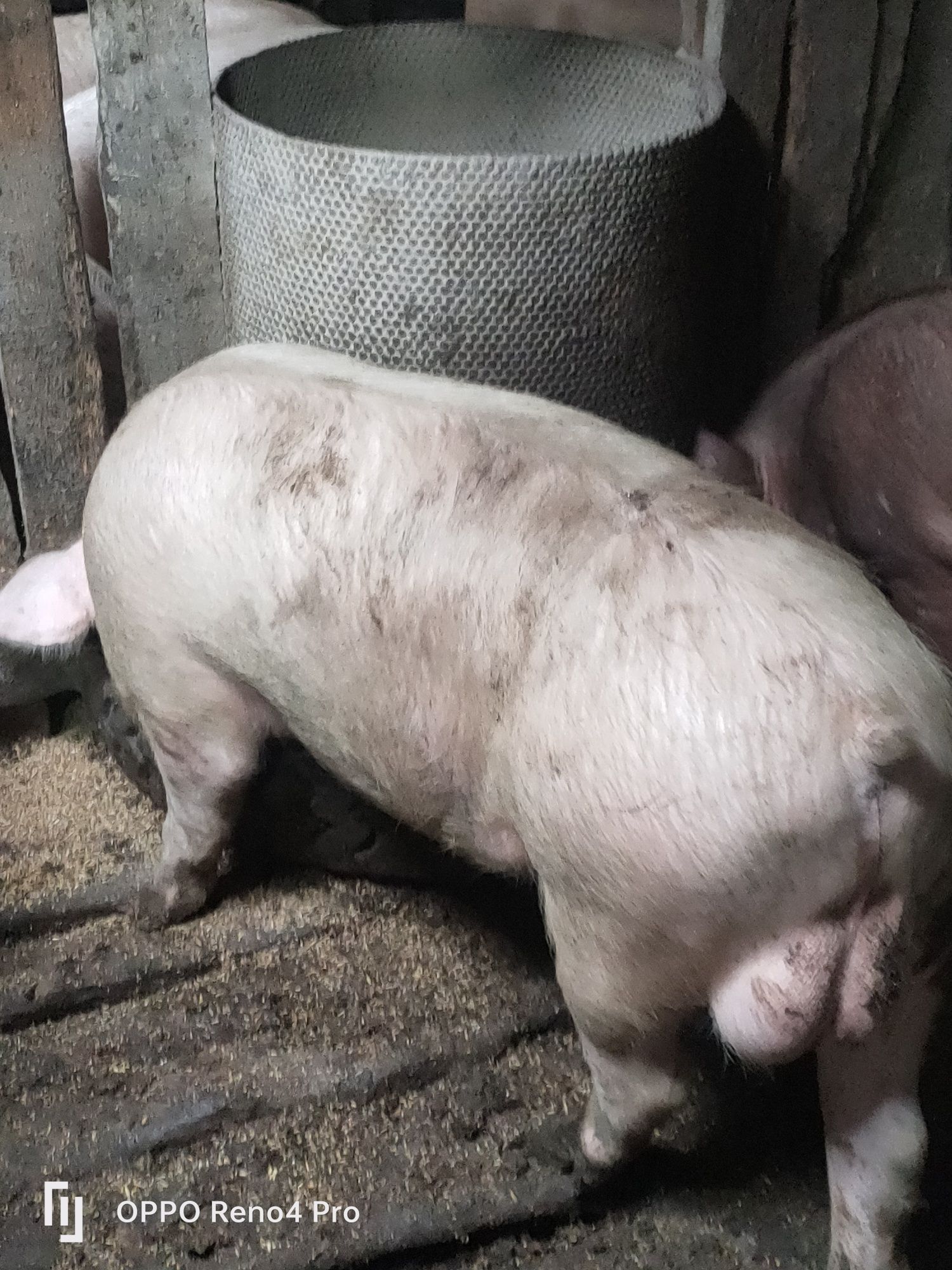 Продам отличных хряков на племя
