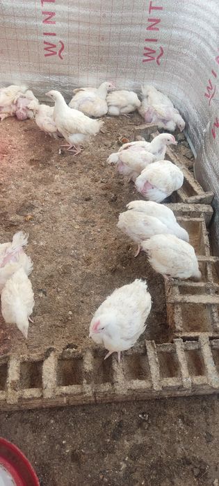 Продам цыплят бройлеров ,