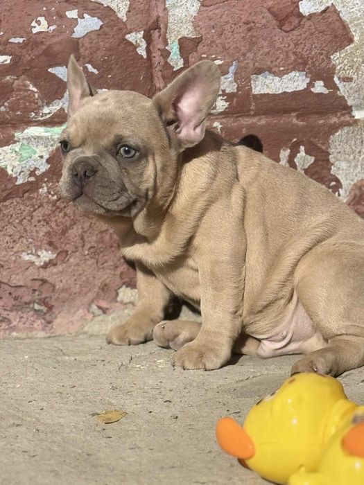 Baietel Bulldog Francez 3luni