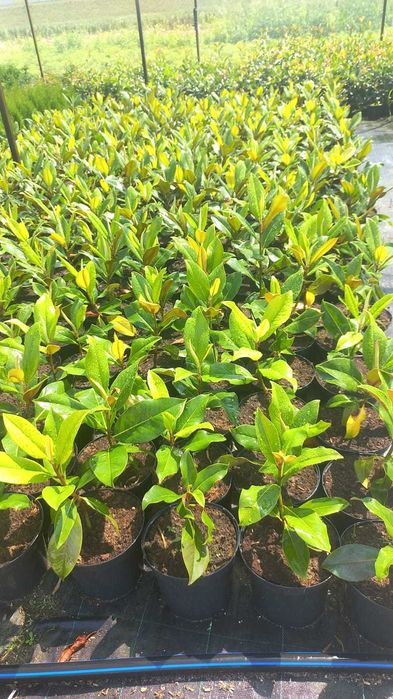 Plante ornamentale și fructiferi – Transformă-ți grădina cu noi!