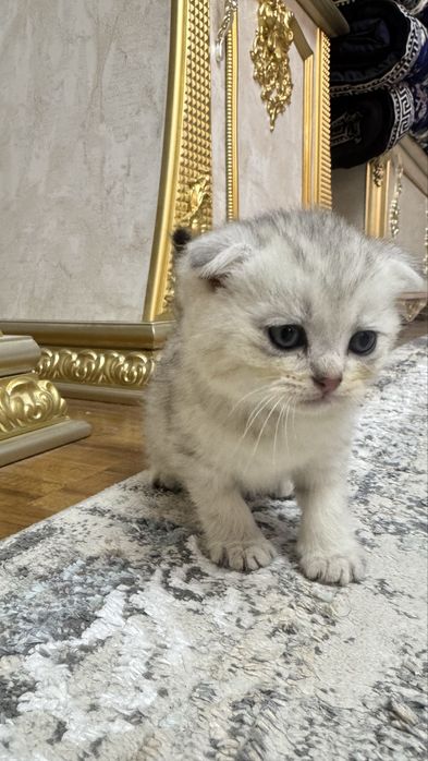 Arzonga seribristiy quloqchasi qaytgan shinshilla mushukcha