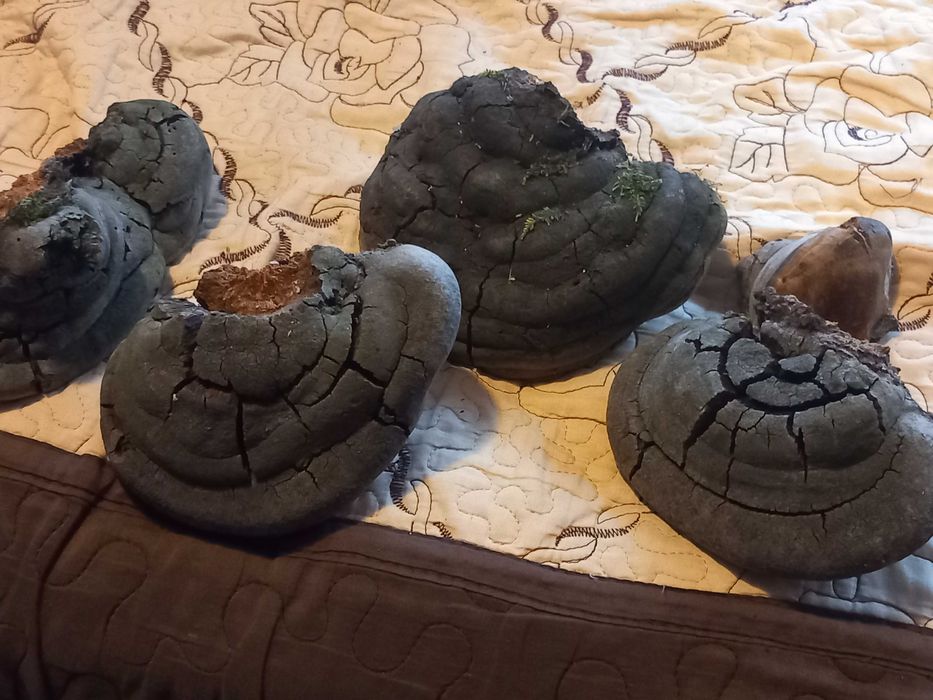 Ciuperca medicinala phelinus robustus