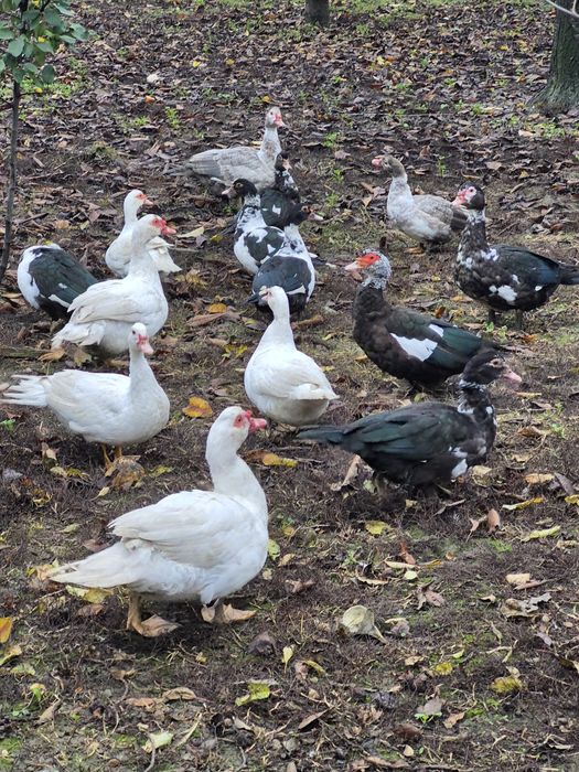 Rațe leșești mute crescute liber