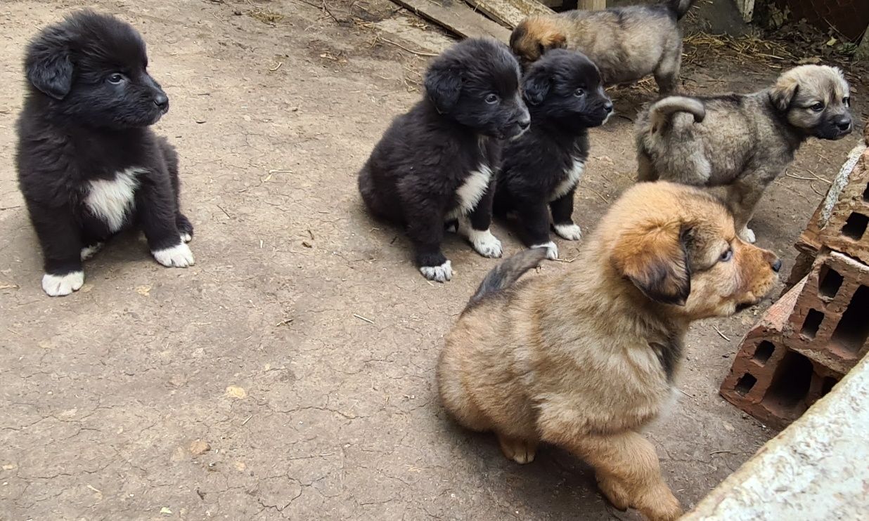 Овчарски кучета - Свиленград