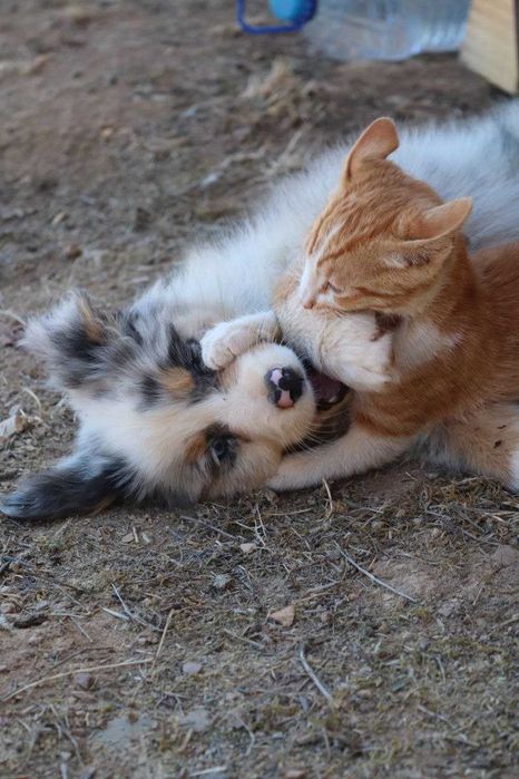 Красив австралийски овчар – мъжки, роден на 01.05.2023, търси нов дом