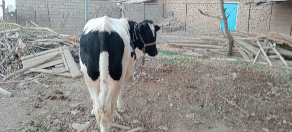 Бука Бык сотилади Кибрай Дурмен  хонаданда котта буган  7 ойлик