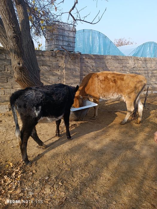 Ona bola Sigir sotiladi Shved zotli