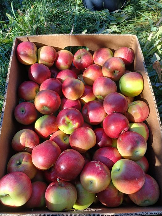 Mere en-gross de vanzare