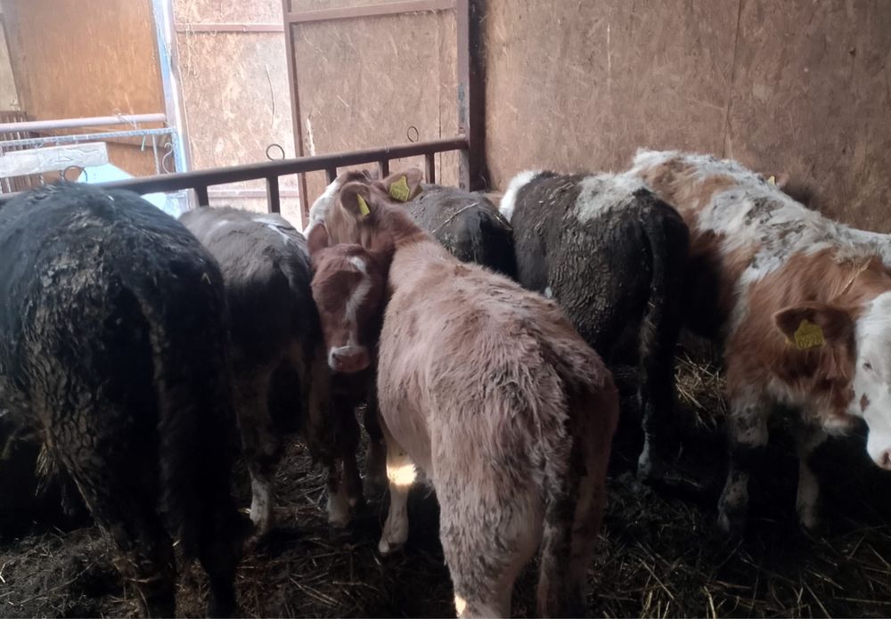 vând vitei rasa baltata romaneasca