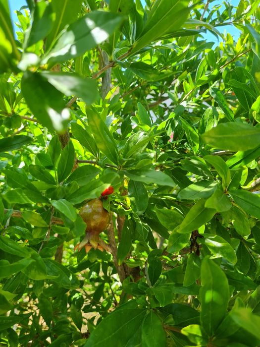 Rodii mango avocado moringa