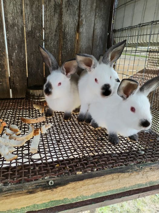 Vînd iepuraș din rasa californian