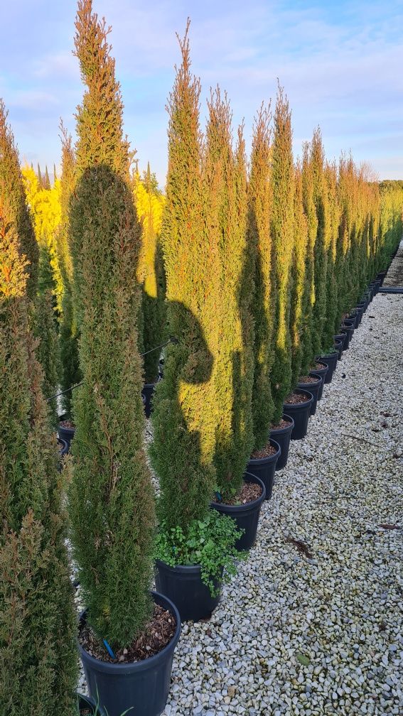 Buxus globular si cupressus sempervires