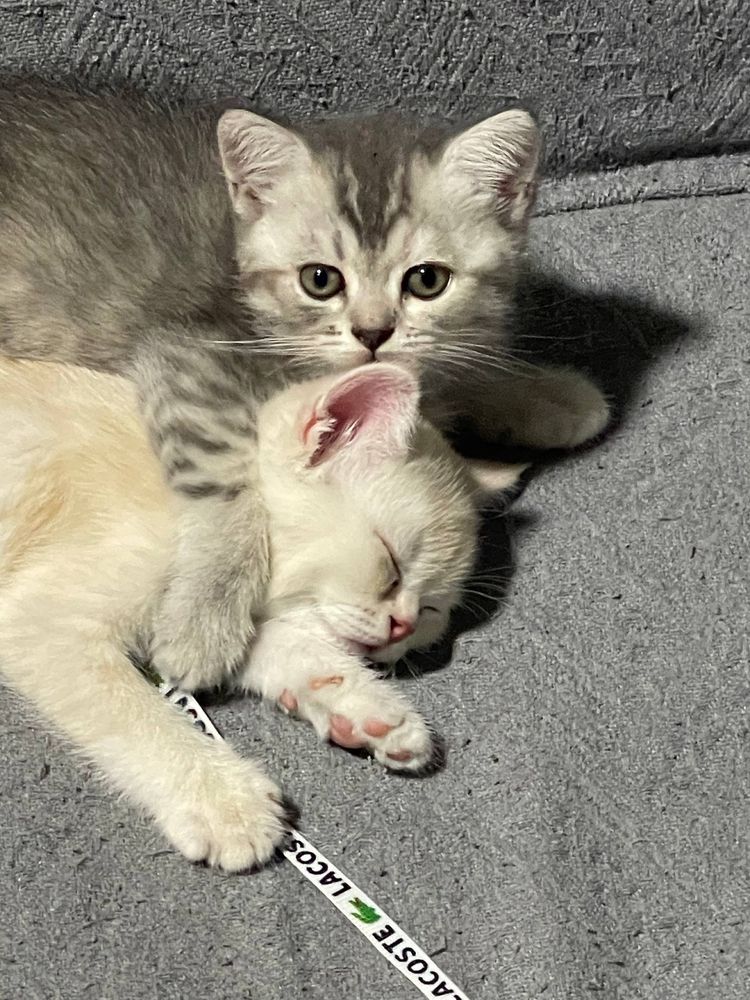 Скоттиш Страйт ( котята )